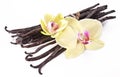Dried vanilla pods and orchid vanilla flowers on white background.