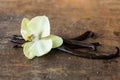 Dried vanilla pods and orchid vanilla flowers on white background.vanilla Royalty Free Stock Photo