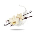 Dried vanilla sticks with flowers in dairy splashes close up on a white background Royalty Free Stock Photo