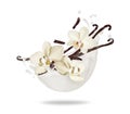 Dried vanilla sticks with flowers in milk splash isolated on white background Royalty Free Stock Photo