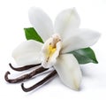 Dried vanilla sticks and orchid vanilla flower isolated on white background