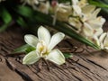 Dried vanilla sticks and vanilla orchid on wooden table