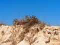 Vegetation On Sandy Beach On Ilha Deserta Portugal Royalty Free Stock Photo