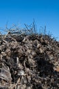 Dried vineyard firewood in Utiel Requena of Spain