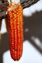 Dried vivid orange corn on a sunny day