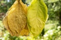 Dried vs freshly harvested tobacco leaf on a sunny day. Raw material for the tobacco industry Royalty Free Stock Photo