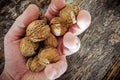 Dried Walnut in Farmer Hand