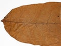 Dried walnut leaf Royalty Free Stock Photo