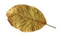 Dried walnut leaf Royalty Free Stock Photo