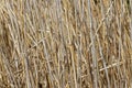 Dried Water Reed - Background Royalty Free Stock Photo