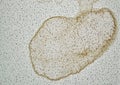 Dried water stain from a ceiling leak from a rain storm. Royalty Free Stock Photo