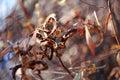 Dried Wattle Seeds