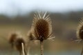 Dried weed by the lake Royalty Free Stock Photo