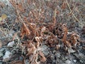 Dried Weeds and Debris on Barren Ground Royalty Free Stock Photo