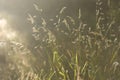 Dried weeds in sunlight Shallow depth of field. End of Summer Atmosphere