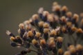 Dried Western Ironweed Royalty Free Stock Photo