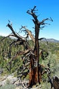 Dried Western Juniper tree