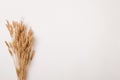 Dried wheat branches with space for text Royalty Free Stock Photo