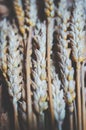 dried wheat bundle Royalty Free Stock Photo