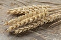 Dried wheat Royalty Free Stock Photo