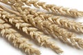 Dried wheat close up Royalty Free Stock Photo