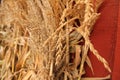 Dried Wheat and Corn Husks Royalty Free Stock Photo