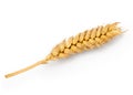 Dried Wheat Ear Royalty Free Stock Photo