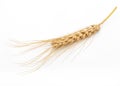 Dried Wheat Ear Royalty Free Stock Photo