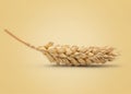 Dried Wheat Ear Royalty Free Stock Photo