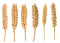 Dried Wheat Ear Royalty Free Stock Photo