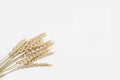 Dried wheat spikelets bunch on a white background Royalty Free Stock Photo