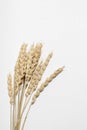 Dried wheat spikelets bunch on a white background Royalty Free Stock Photo