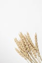 Dried wheat spikelets bunch on a white background Royalty Free Stock Photo
