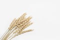 Dried wheat spikelets bunch on a white background. Royalty Free Stock Photo