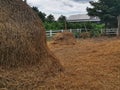 dried wheat straw.hay strack on country farm. Royalty Free Stock Photo