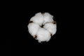 Dried white cotton flower blossom isolated on black background Royalty Free Stock Photo