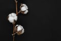 Dried white cotton flower blossoms on black background Royalty Free Stock Photo