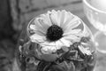 A dried white flower