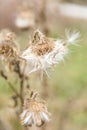 Dried White Milkweed Flowers in Golden Winter Vegetation and Blu