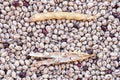 Dried white and purple navy beans background Royalty Free Stock Photo