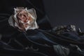 Dried white rose on gray background with dark velvet draping Royalty Free Stock Photo