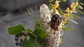 Dried white sage smudge stick, relaxation and aromatherapy. Smudging during psychic occult ceremony, herbal healing, yoga or aura Royalty Free Stock Photo