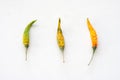 Dried whole colorful chilli isolated on white background.