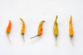 Dried whole colorful chilli isolated on white background.