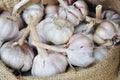 Dried whole garlic in burlap sack in asia Royalty Free Stock Photo