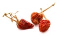 Dried whole paprika chile, paths, top view. Royalty Free Stock Photo