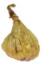 Dried wild fig Royalty Free Stock Photo