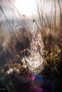Dried wild flowers together with dried grass and spikelets in beige on a blurred background Royalty Free Stock Photo