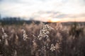 Dried Wild Grass and Country Fields with Winter Sunset in Blurred Background.