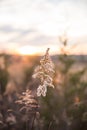 Dried Wild Grass and Country Fields with Winter Sunset in Blurred Background.